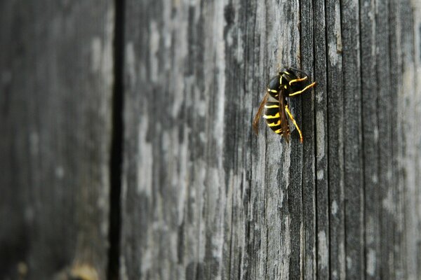 Insecto avispa sentado en una cerca de madera