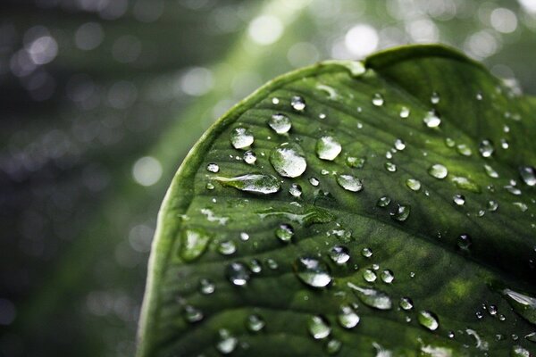 Gotas de rocío en una hoja verde