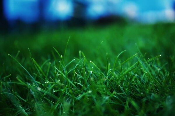 Green grass with dew drops