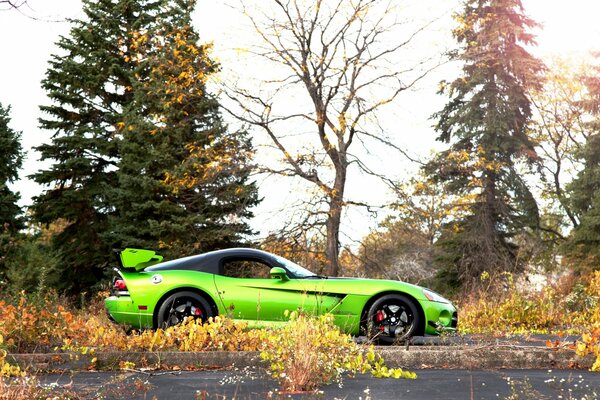 Green car in the autumn forest