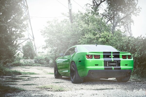 Green Camaro corvette near trees and greenery