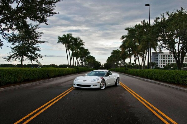 Corvette z06 blanco sobre un fondo de palmeras