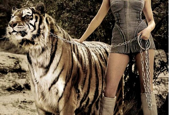 Sienna Miller keeps a big tiger chained up