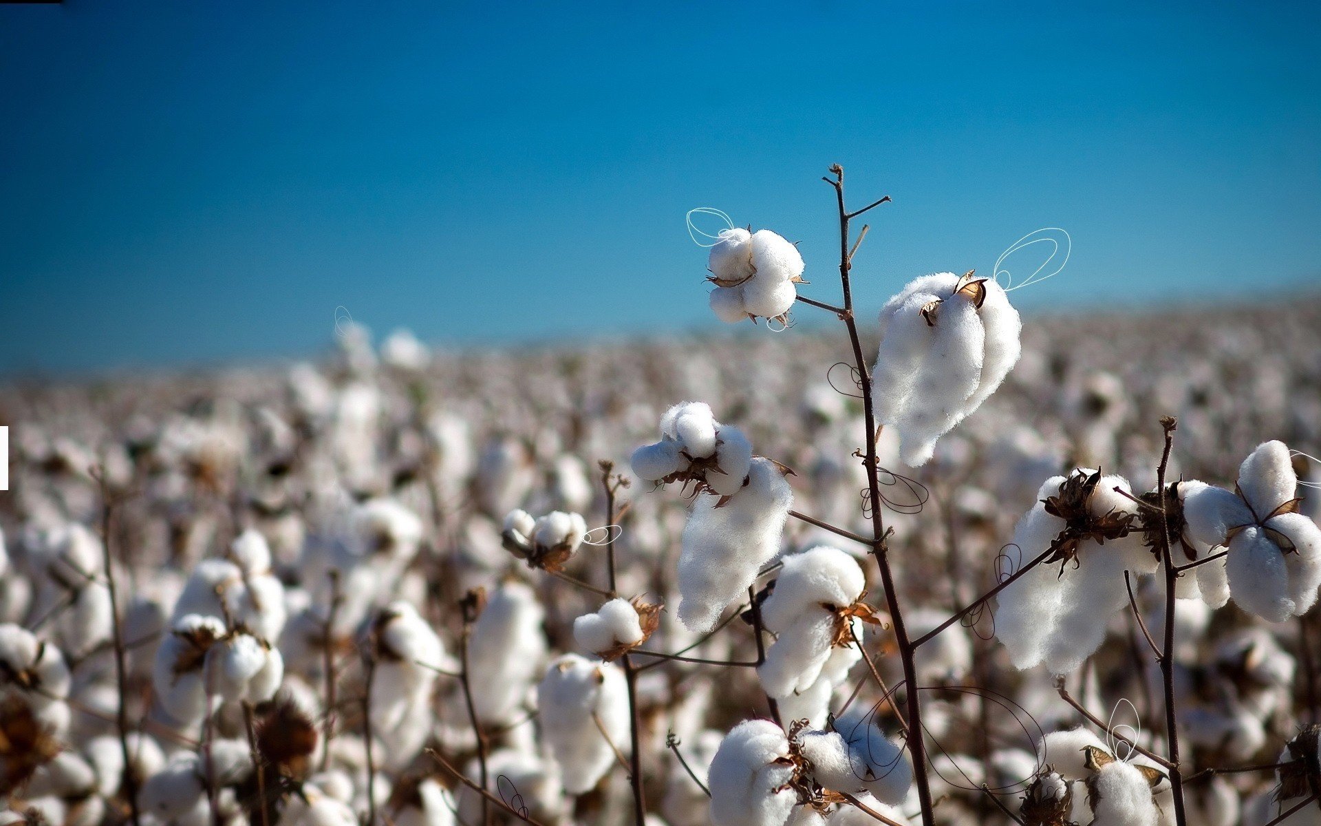 cotton field twigs branches horizon nature mood clear skie