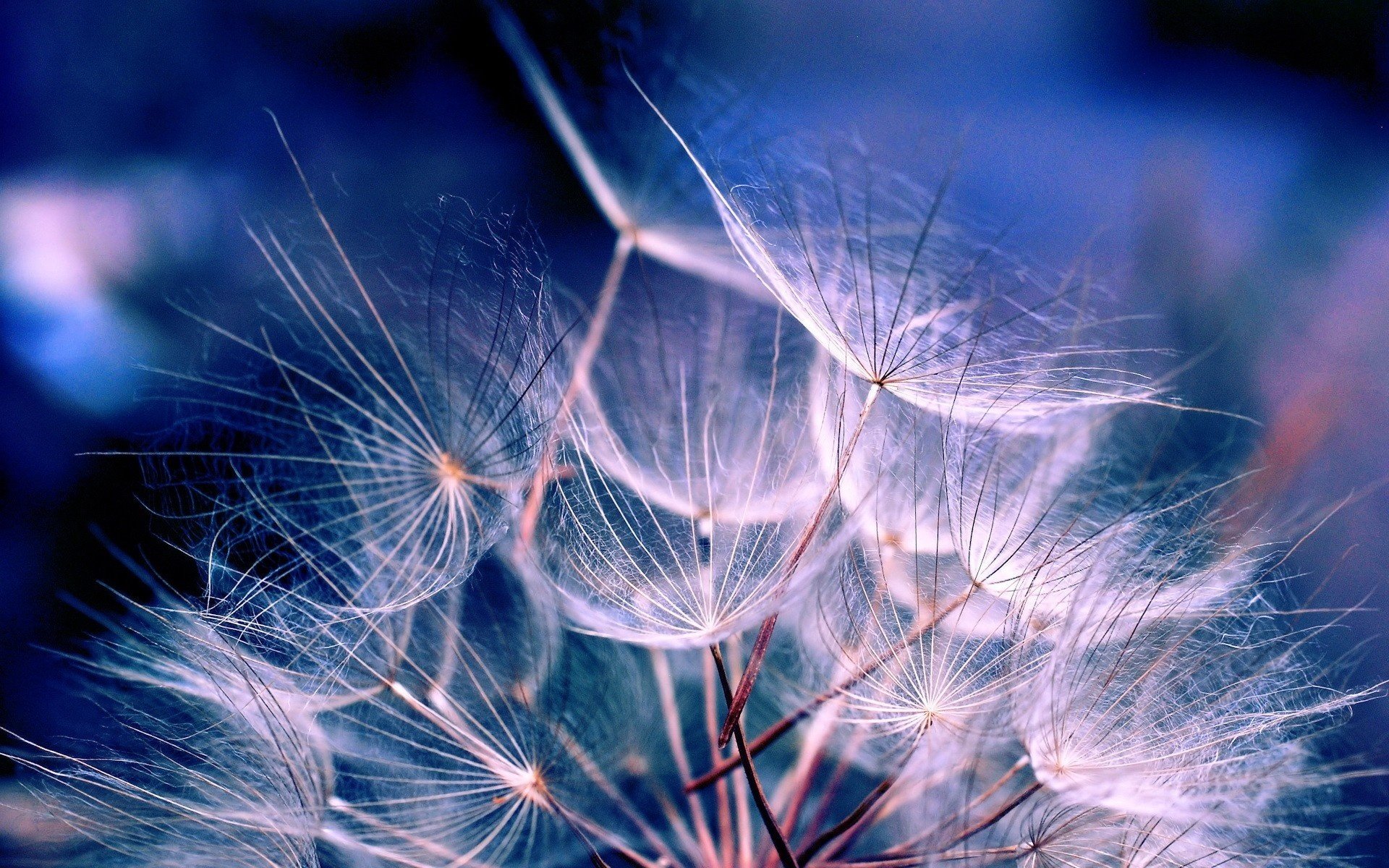 blue fluff dandelion