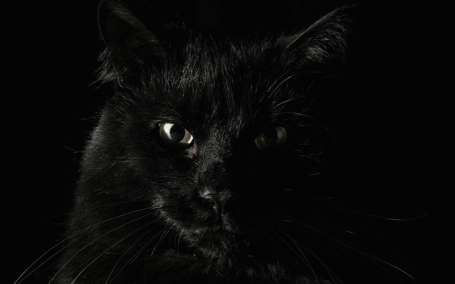 cat black fur serious animals background look feline eyes black background