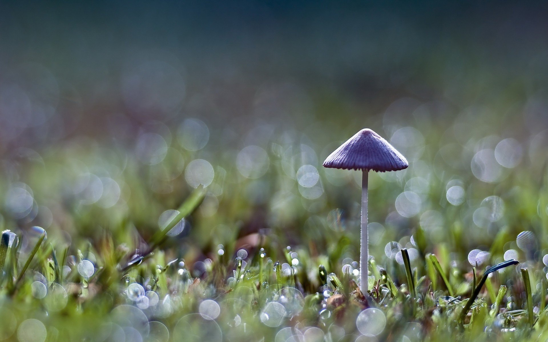 mushroom toadstool green grass mushroom