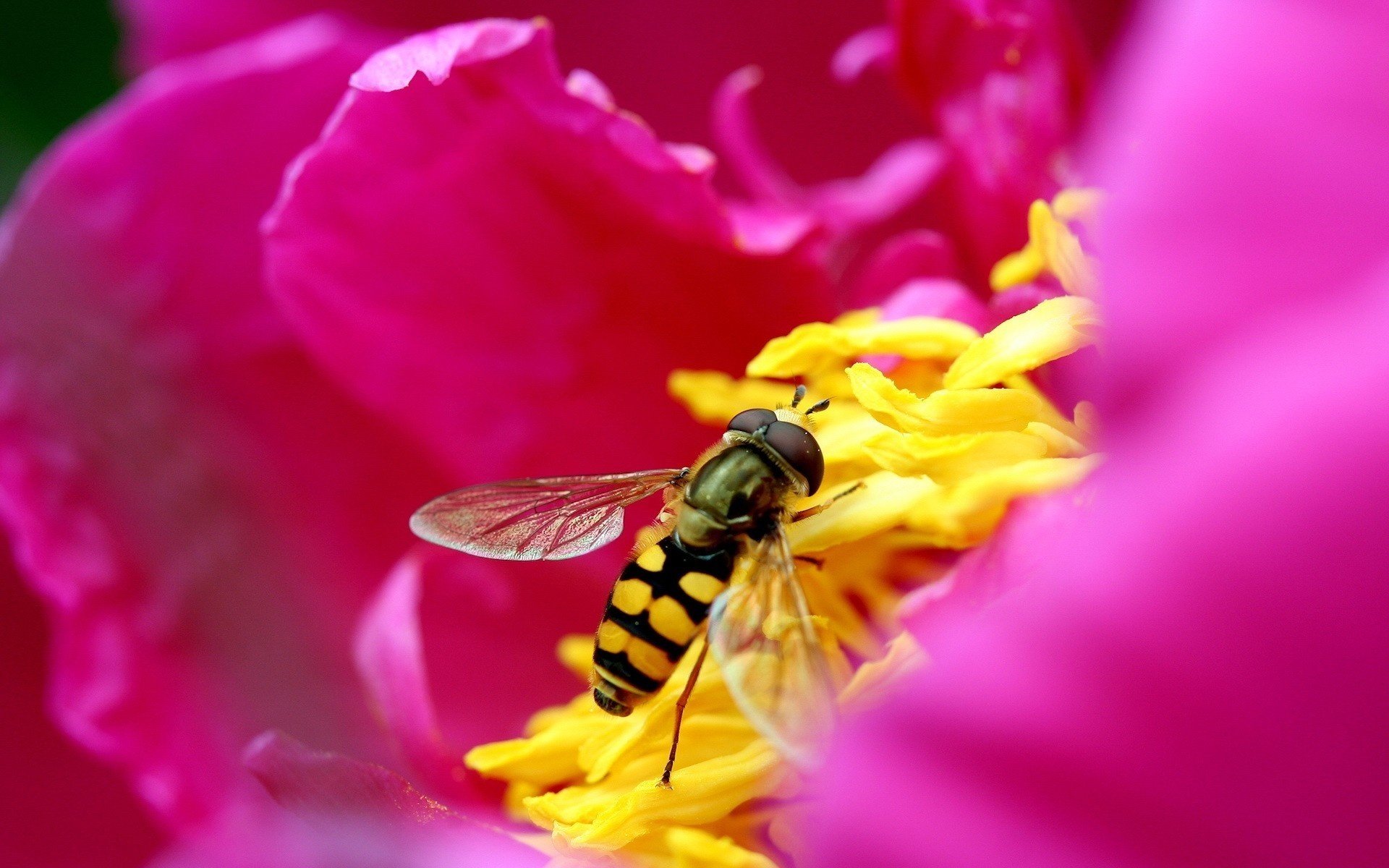 milieu jaune fleurs fleur rose abeille insectes animaux