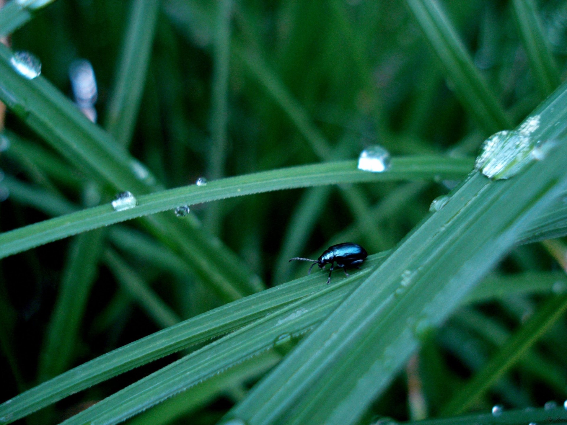 dark bug green grass rain greens insects animal