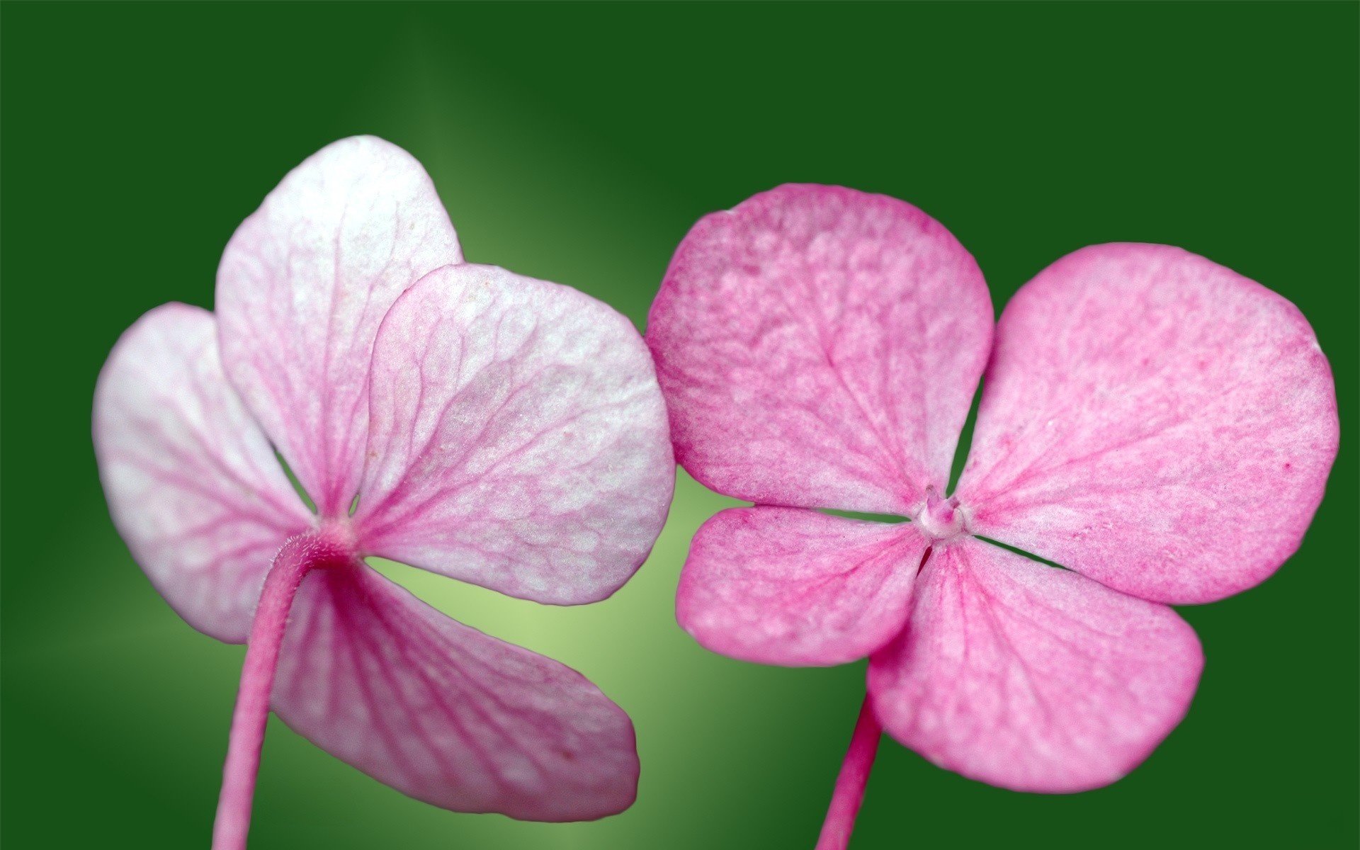 petites fleurs pétales roses fleurs verdure