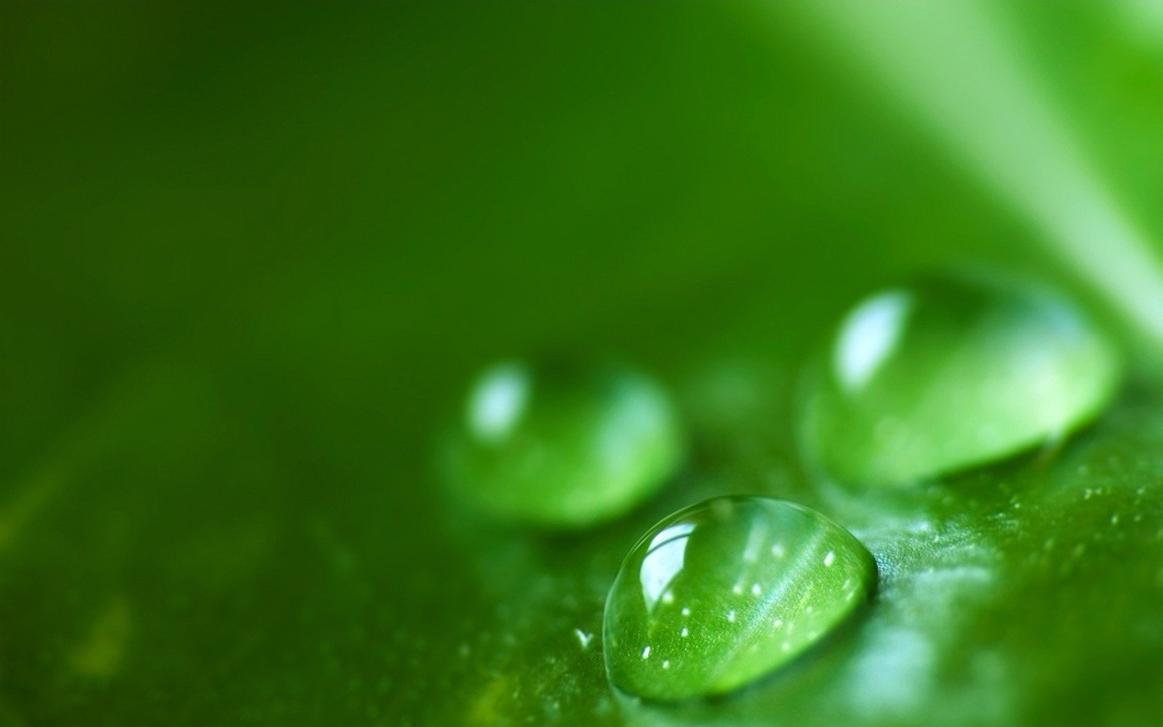 hojas verdes gotas de rocío mañana verdes