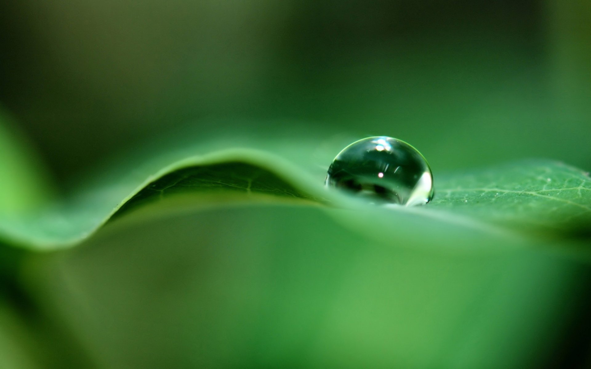 grünes blatt kugel wasser grüns