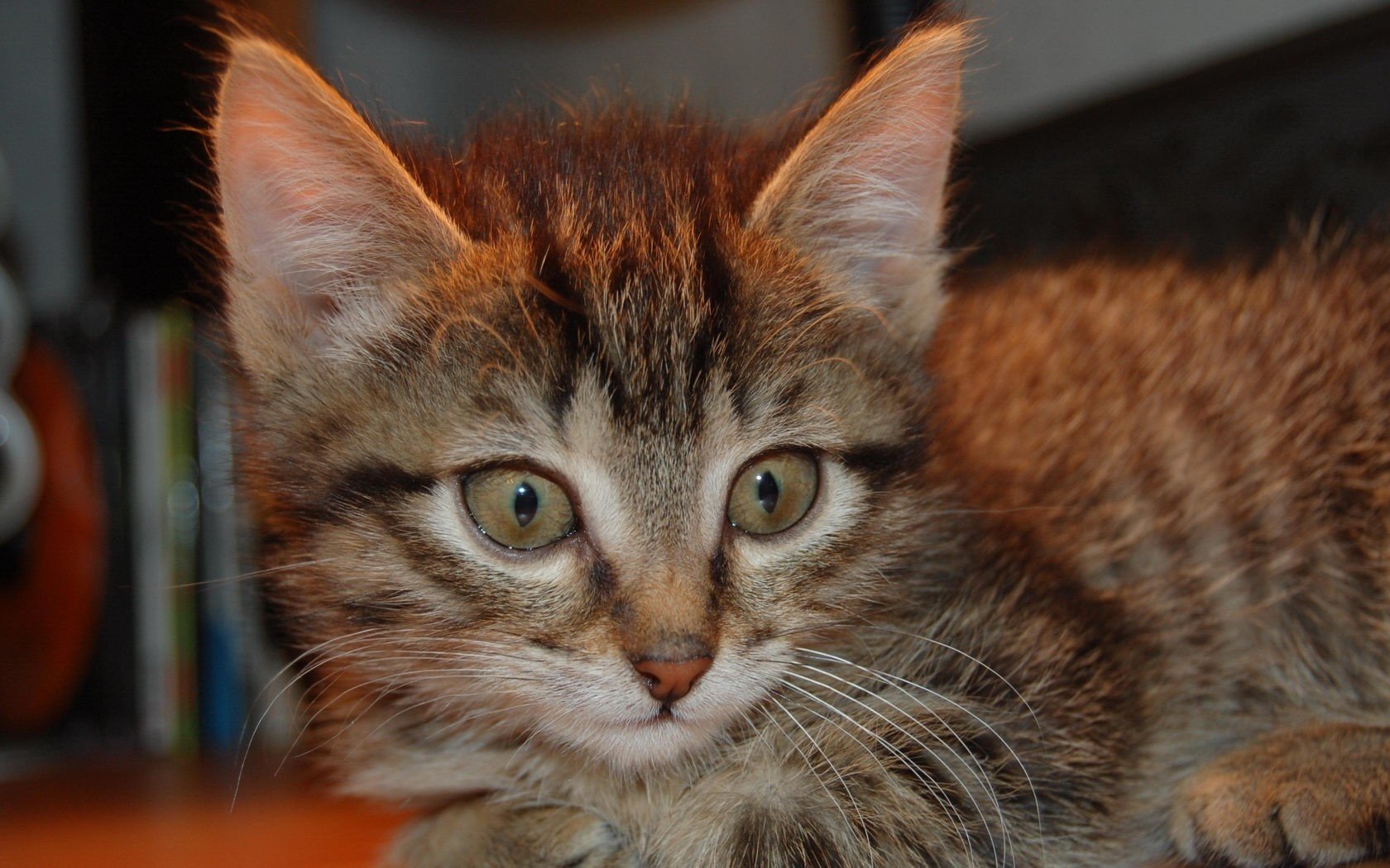 gestreifte katze ranken auslauf tiere aussehen kätzchen katzenaugen