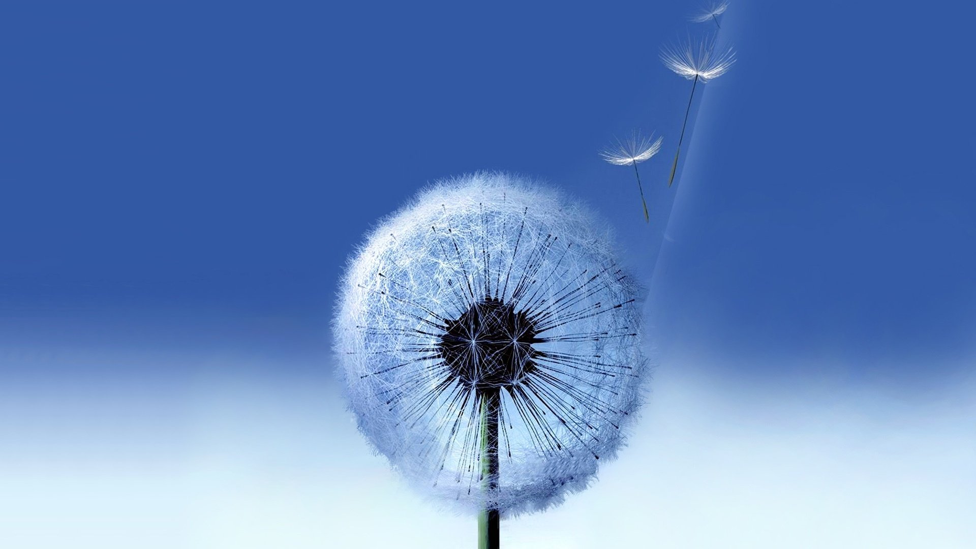 amsung galaxy dandelion blue background