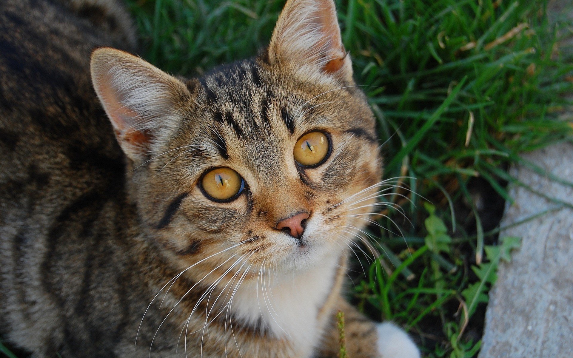 gato cara bonita pecho blanco animales mirada gato ojos