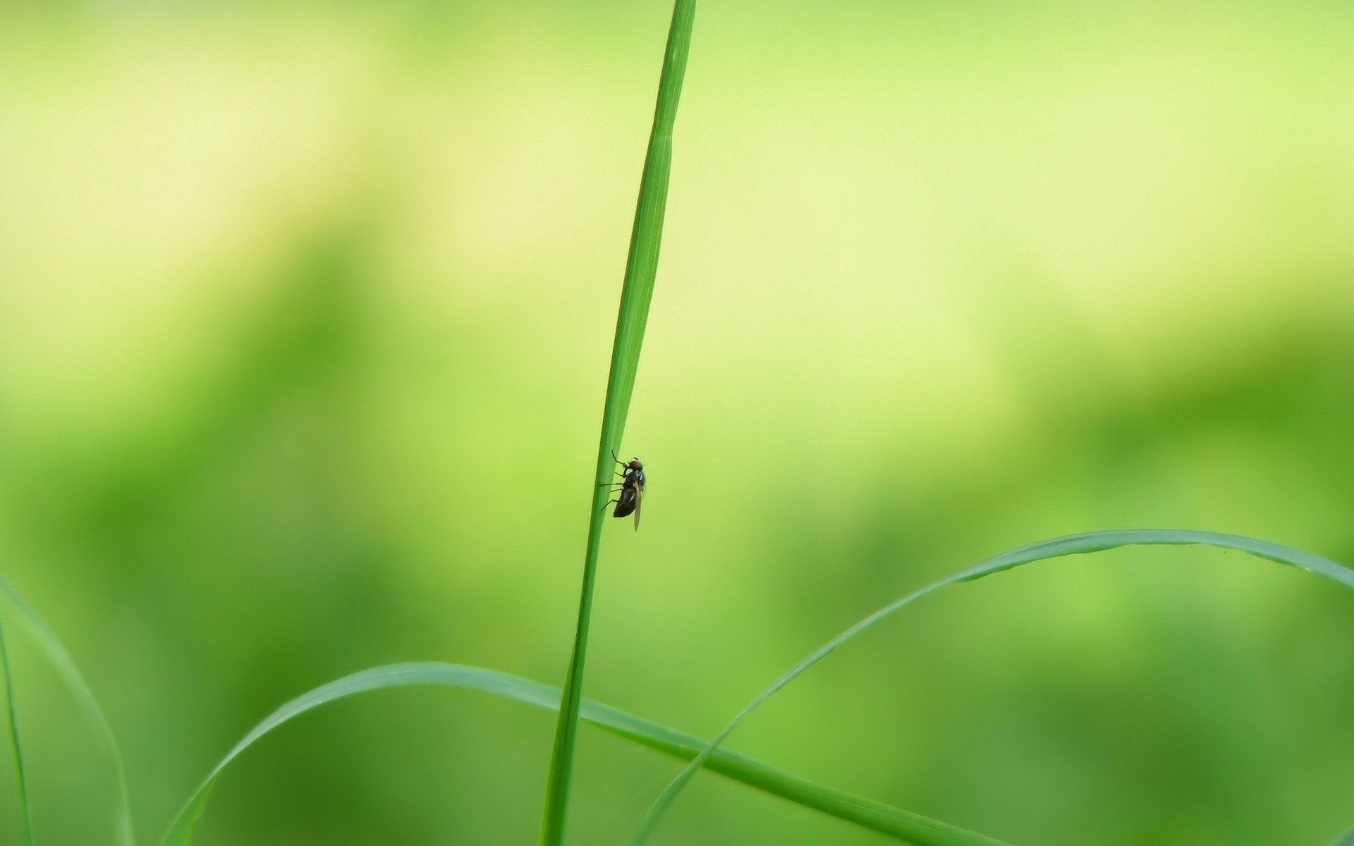 weed insect summer insects greens animal