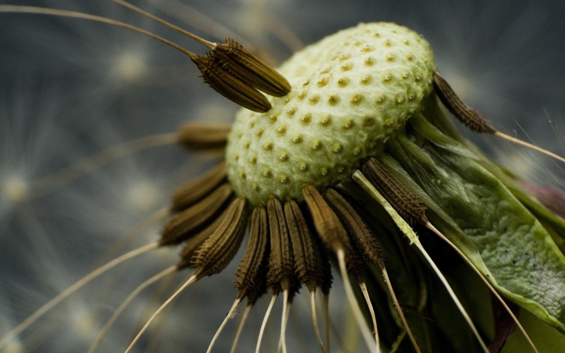 fleurs pissenlit milieu graines