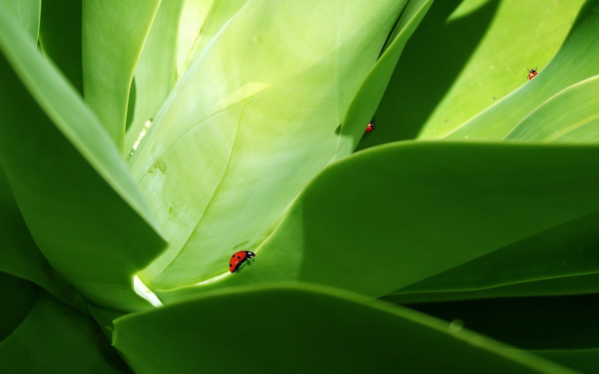 scarabeo luce foglia verde insetti verde animali