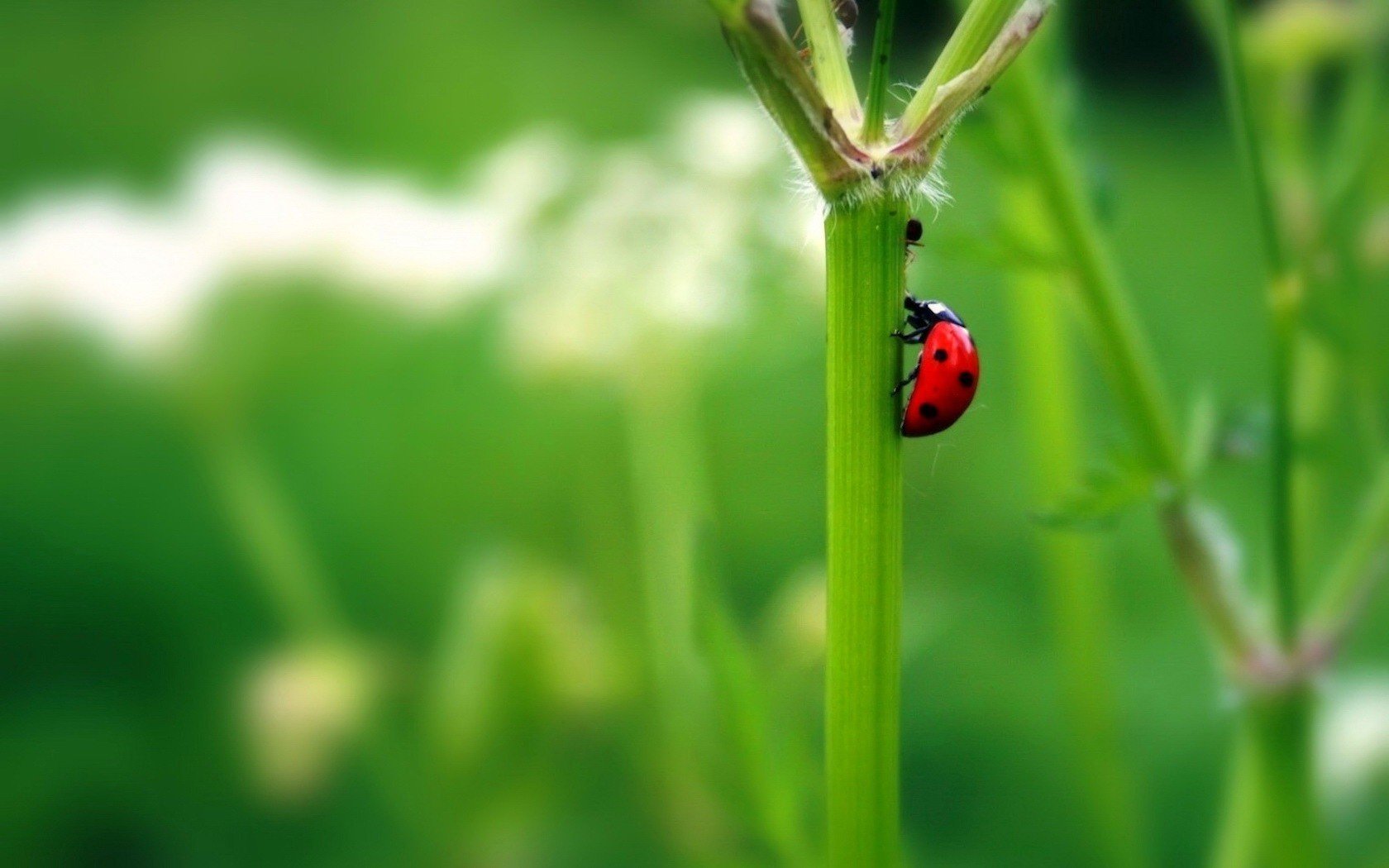 ladybug green sprig summer insects greens animal