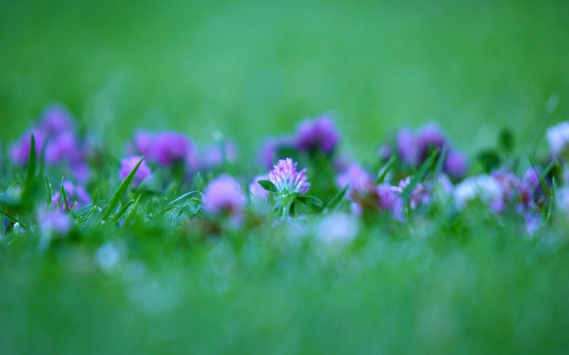 flowers clover greens summer