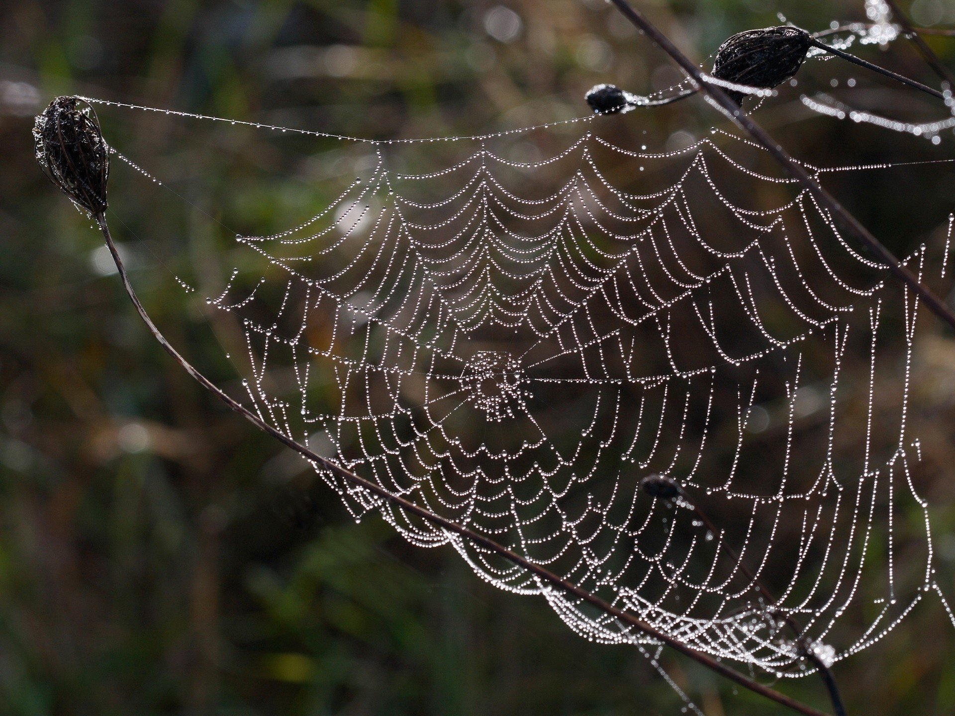 pizzo della natura ragnatela perline insetti