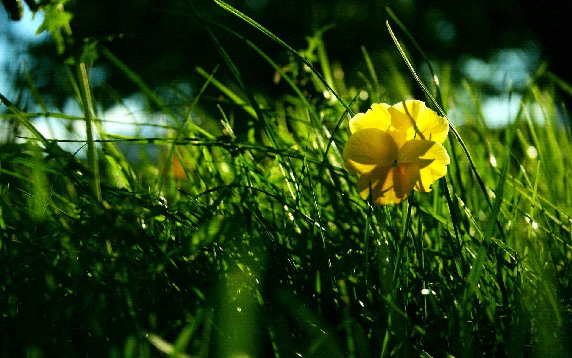 erba verde fiore giallo verde