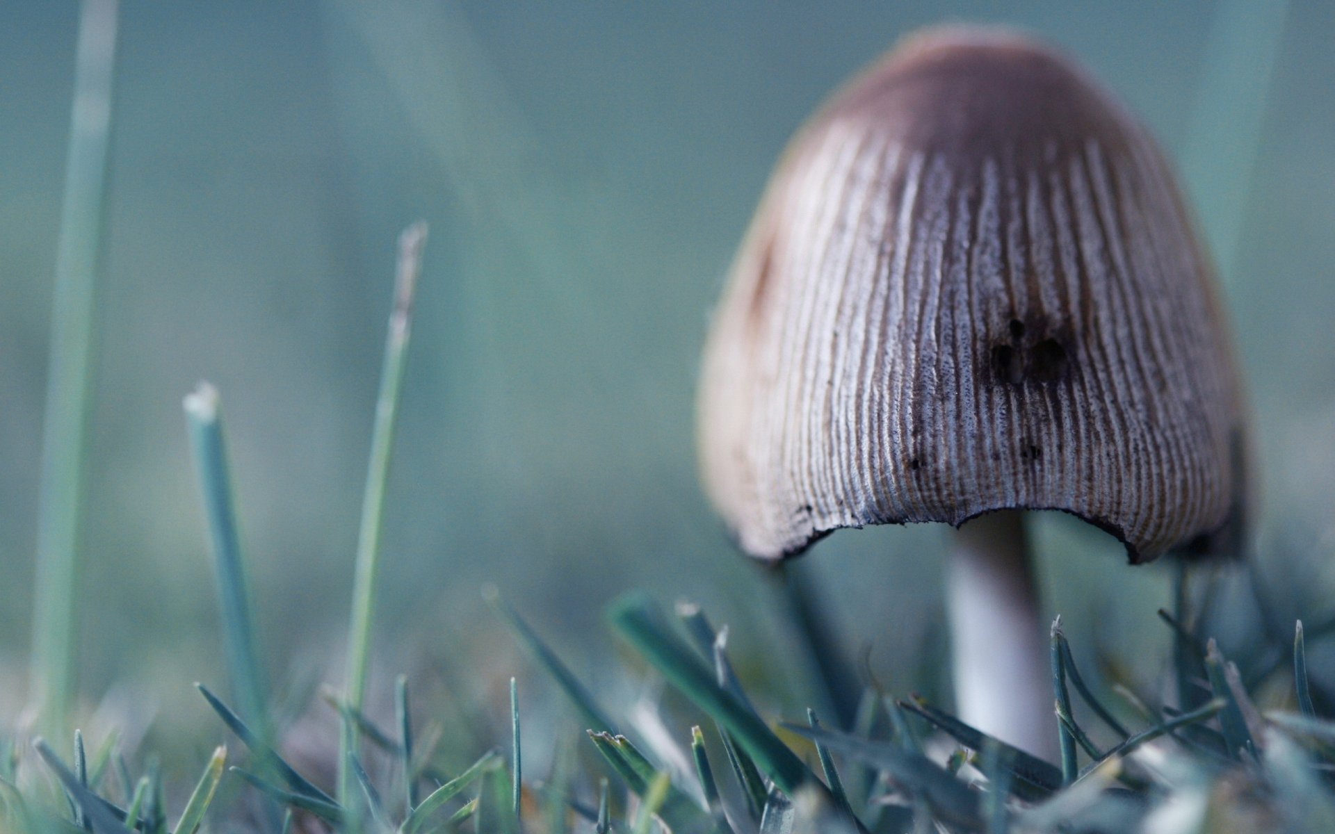 fungo erba verde funghi nebbia natura