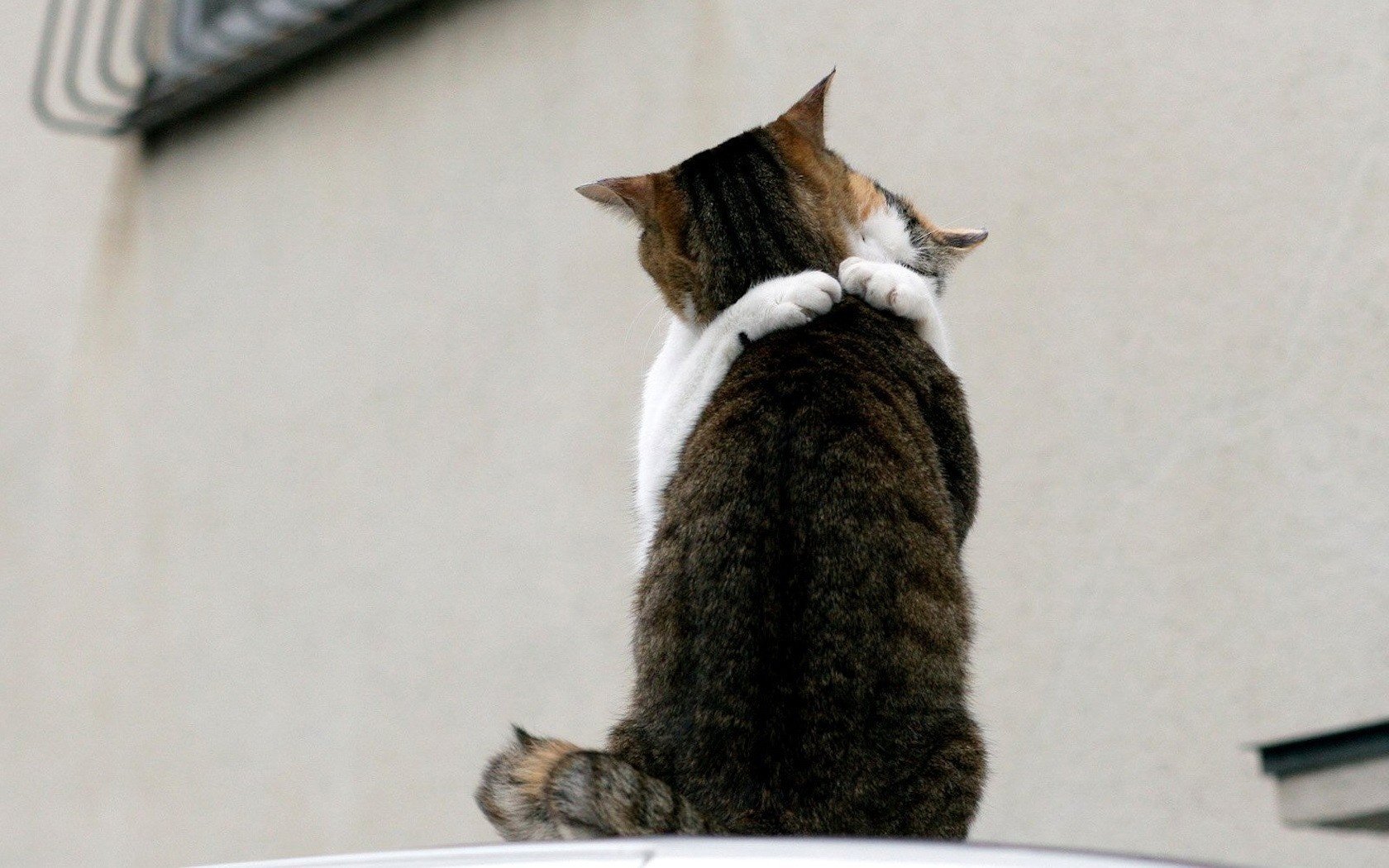 abbraccio di gatto gatti amore incontro animali gatti felini