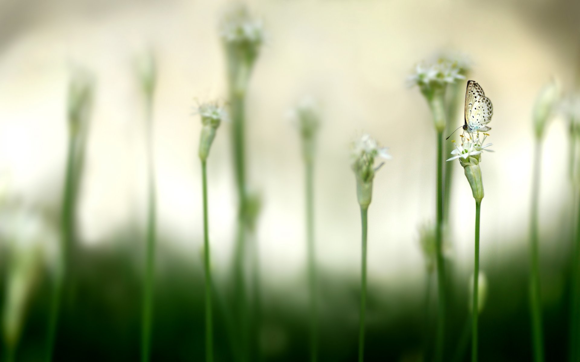 butterfly flowers buds insects animal