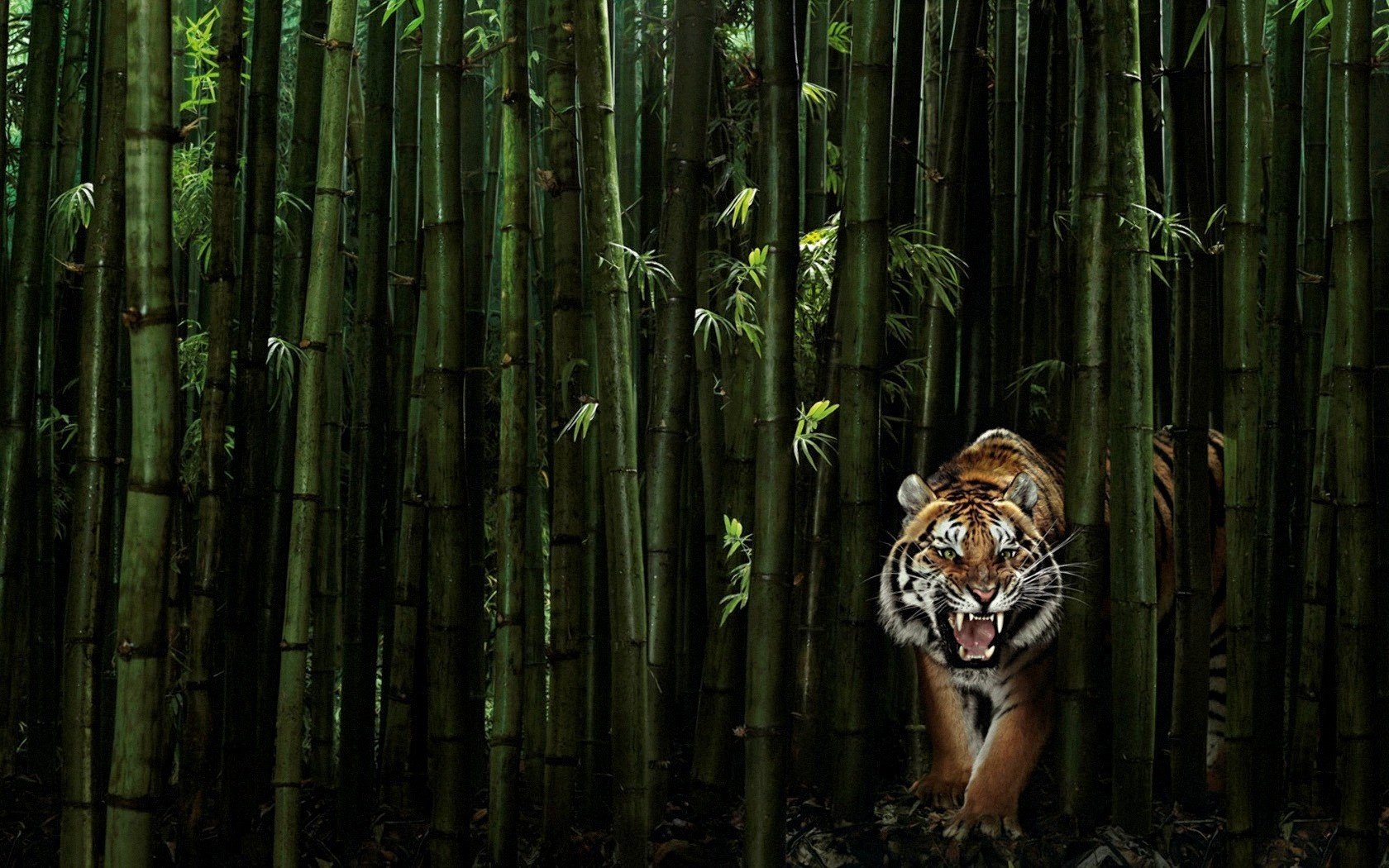 arbres verts tigre rugissement animaux prédateurs sourire félin