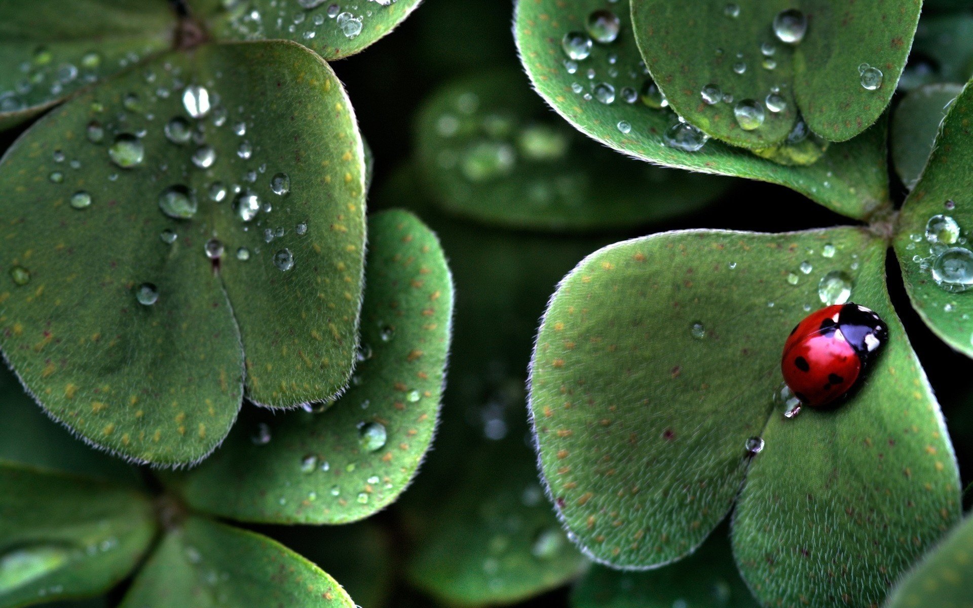 foglie coccinella pioggia insetti verde animali gocce