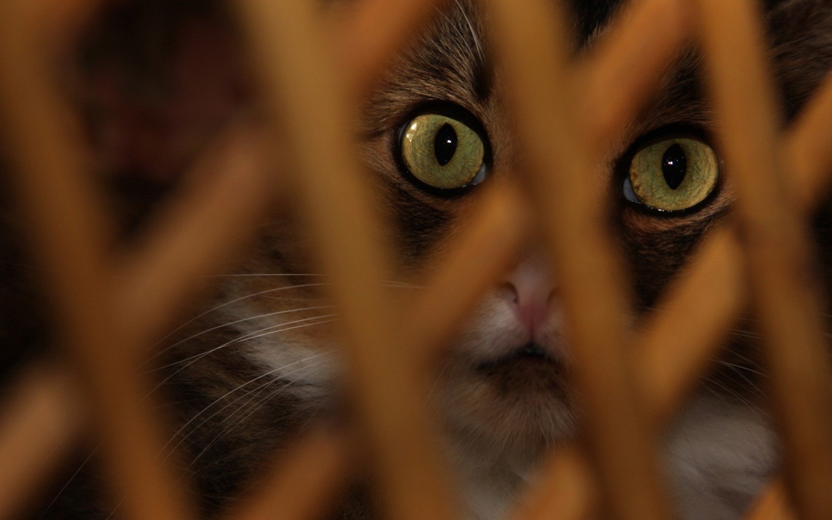 zaun aus holz katzenaugen katze tiere blick katzenaugen makro