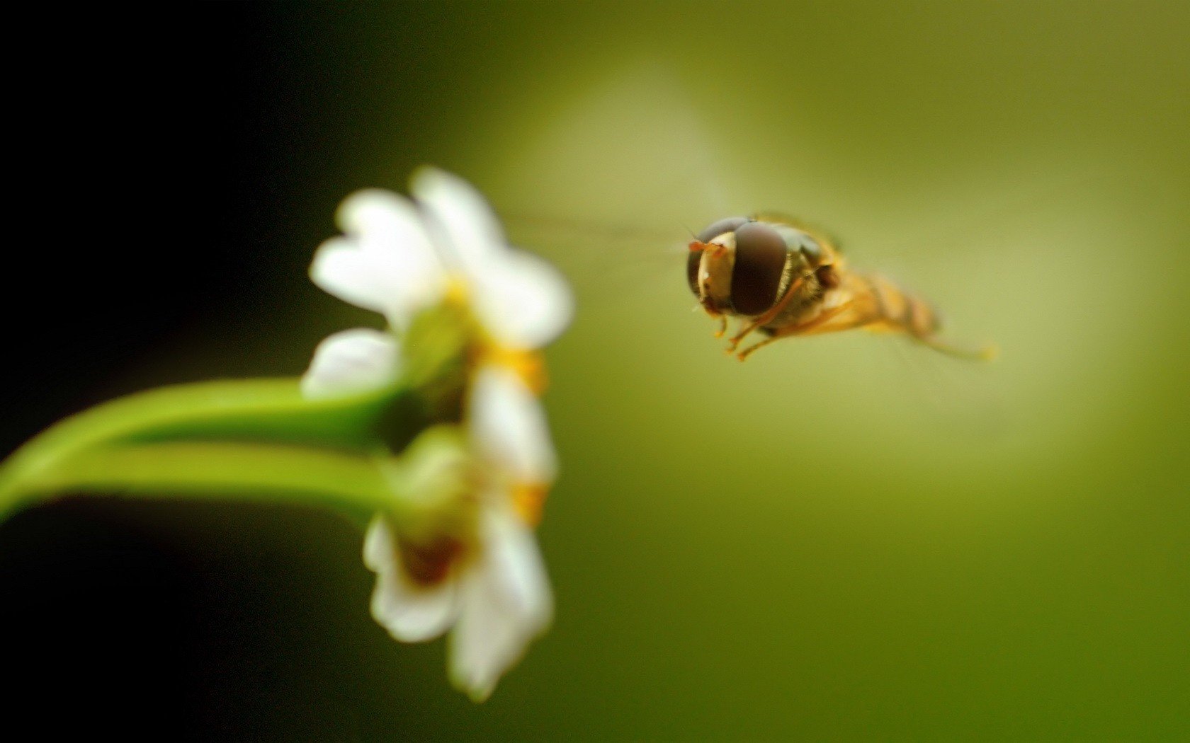 fleur insecte abeille insectes verdure animaux