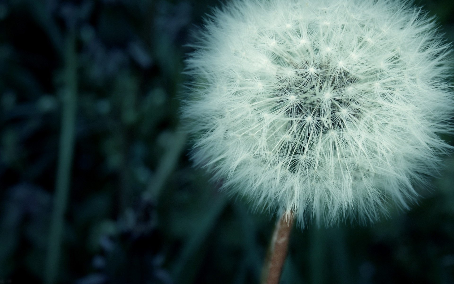 weed dandelion flowers nature macro