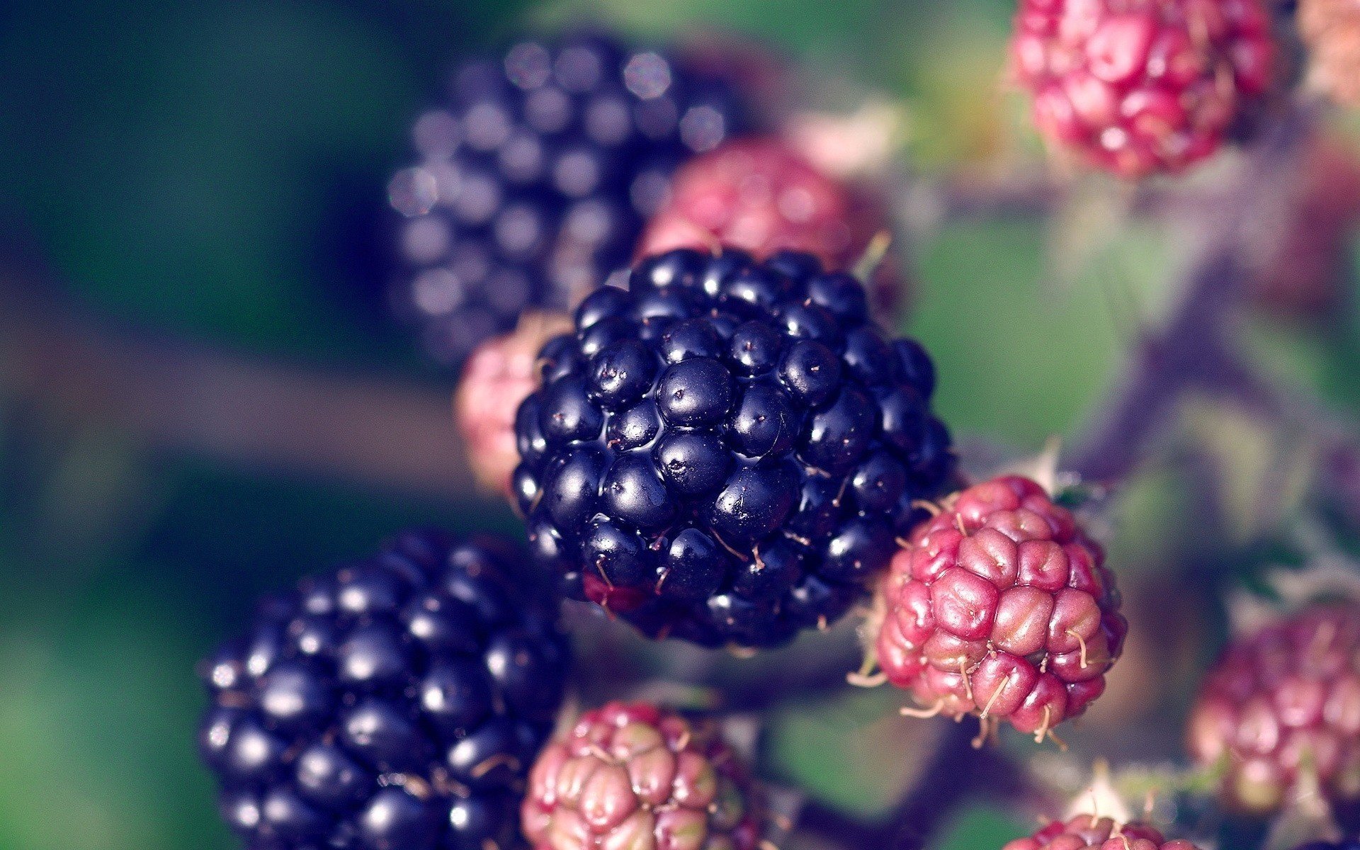 schmeichelhafte beere granulat dunkle farbe früchte beeren