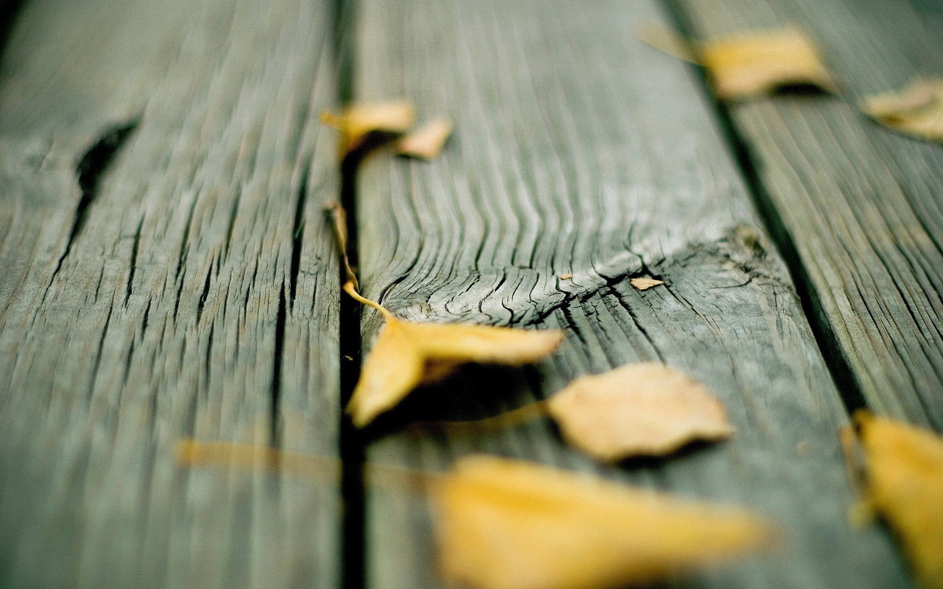 board yellow leaves autumn leaves mediocrity tree