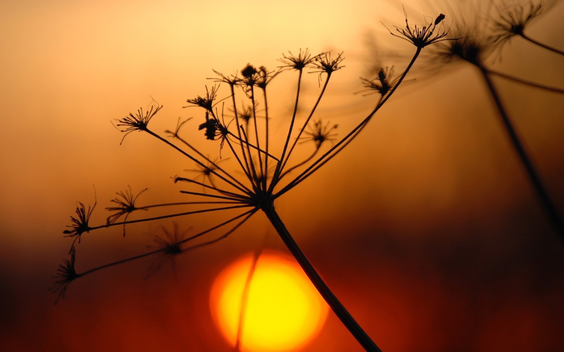 brindille sèche coucher de soleil soleil