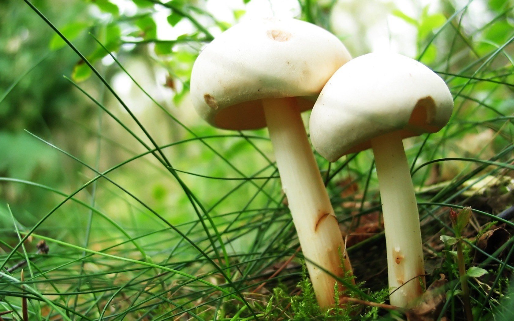 champignons blancs couple herbe champignons verts forêt