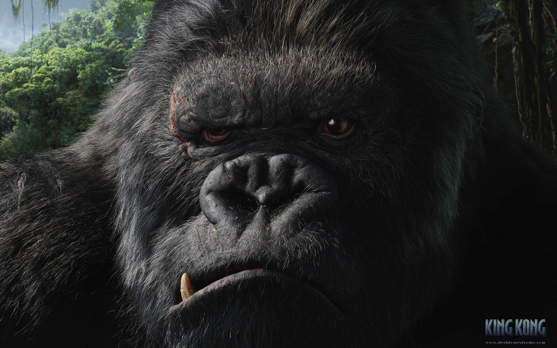 riesiger gorilla king kong grimmasse eckzähne fantasie film porträt schnauze augen