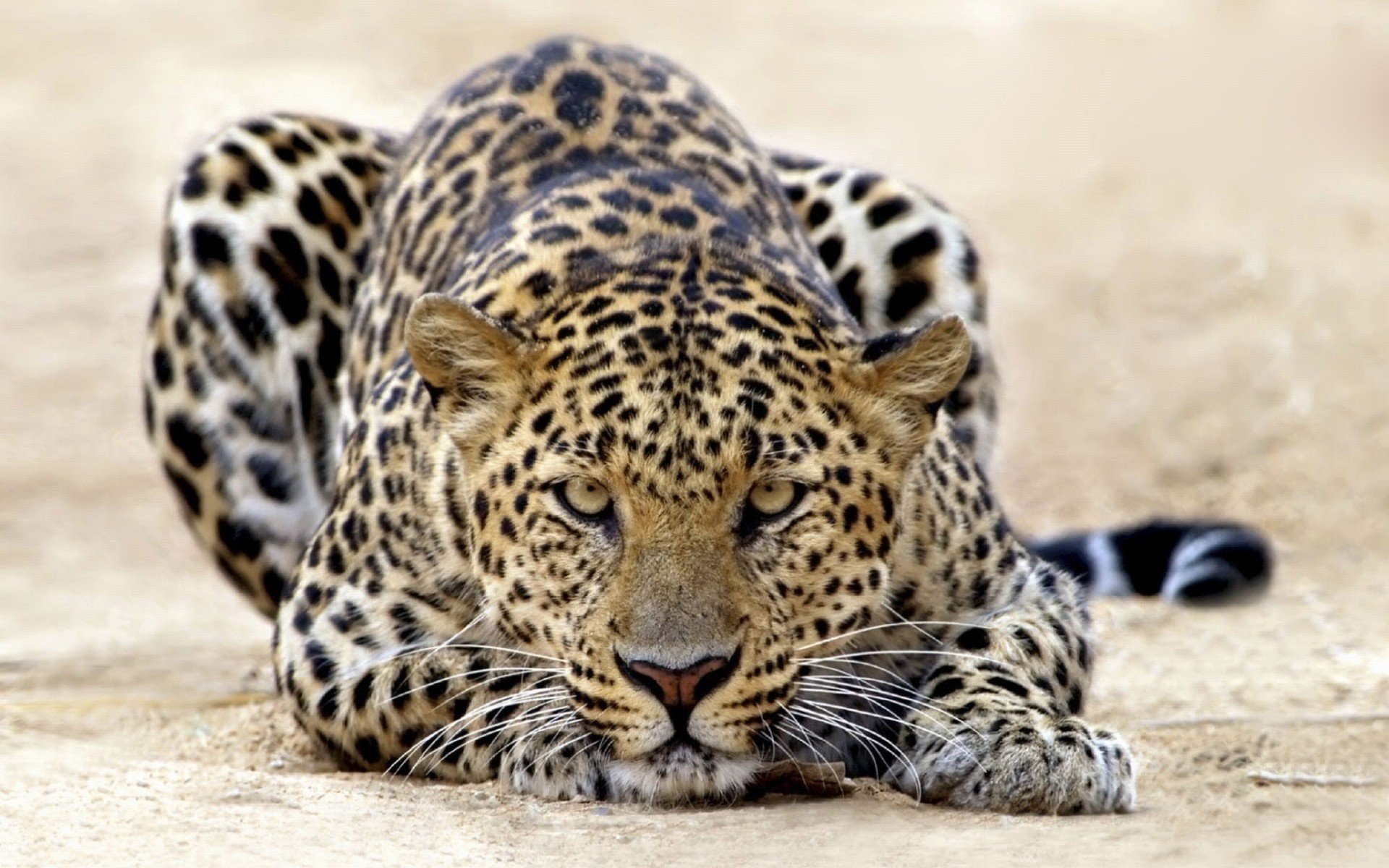 tygr léopard vue lointaine beau animaux prédateurs vue félin yeux