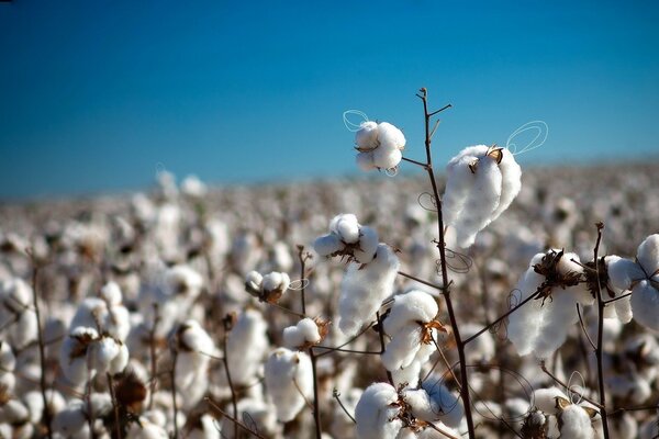 Cotton in an open field against a blue sky background