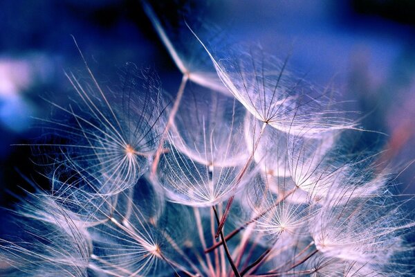 Fluffy dandelion umbrellas with lilac color