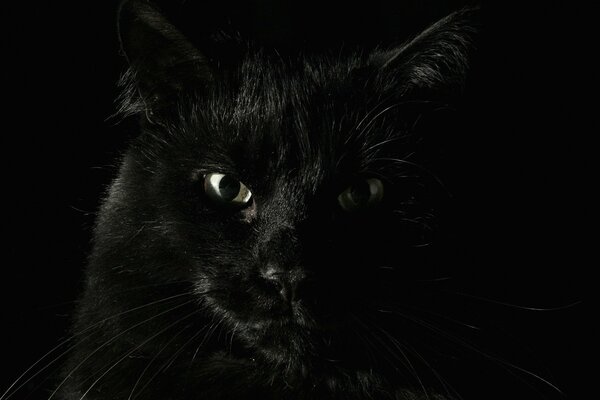 Serious black cat in the dark