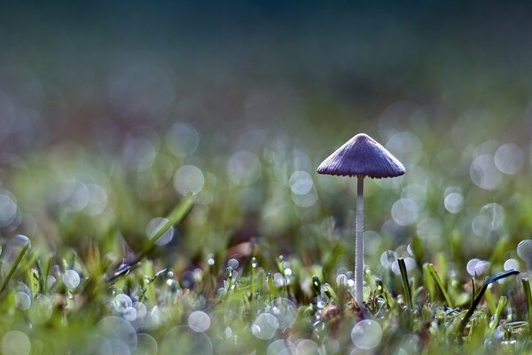 Background mushroom on green grass