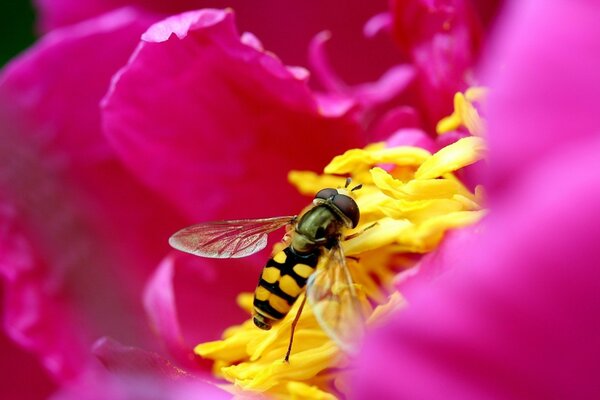 Eine Biene in einer Blume sammelt Pollen