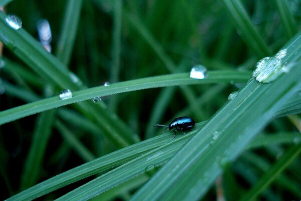 Fond d insecte sombre après la pluie sur l herbe verte