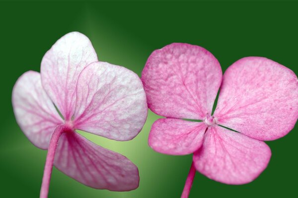 Pétalos rosados de una pequeña flor