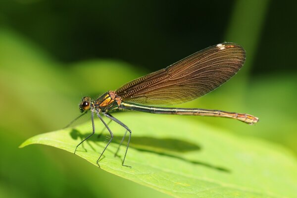 Insect dragonfly on the greenery of a leaf