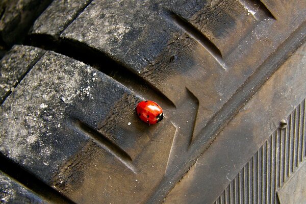 Sfondo di una coccinella sul pneumatico di un auto