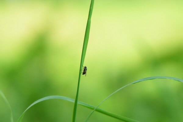 A fly sitting on a tall blade of grass